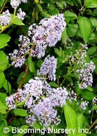 Ceanothus x delilianus 'Gloire de Versailles'